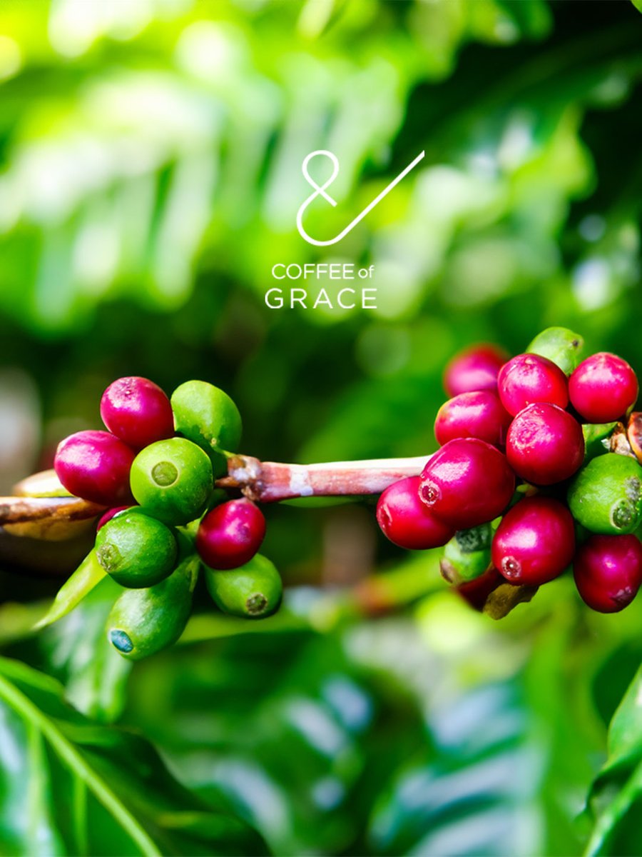 coffeeofgrace's tweet photo. Did you know? There are over 120 species of coffee, but most of what we drink as coffee comes from just two species: Arabica and Robusta. https://t.co/zsFrN3wKmW
