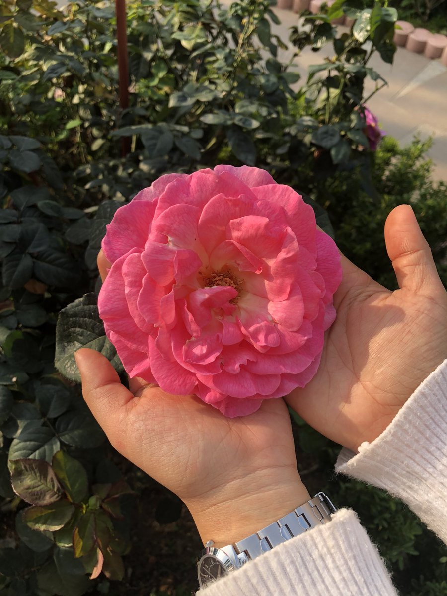XiaoLee tweet media
