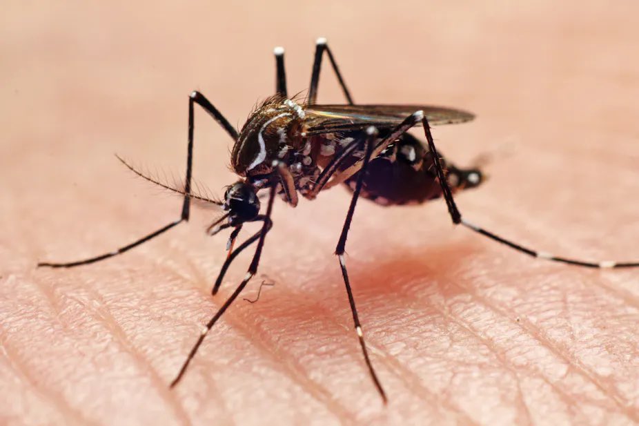 safonyameherbal's tweet photo. For effective MOSQUITO REPELLENT, burn the dried peels of ORANGE or lemon grass in a metallic container and place at the point of interest🍀…..you are not going to see even the hair of the mosquitoes🤝 https://t.co/dYn6pJ8uCo