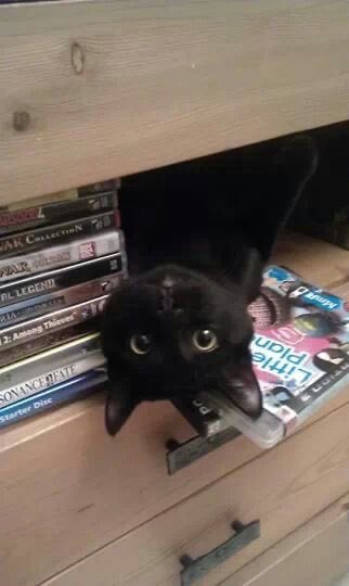 Black cats are not bad luck tweet media