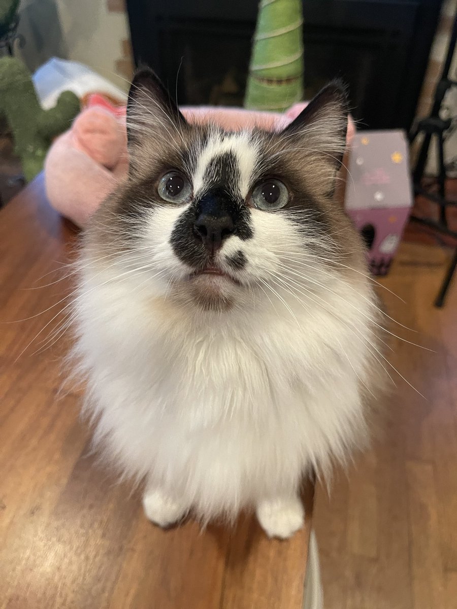 🌸🌈Skippy🐈Kevy🐈Badger🐈Sunny🐈Basil🐈Mikey🌸 tweet media