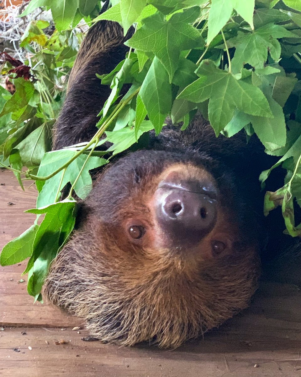 Central Florida Zoo tweet media
