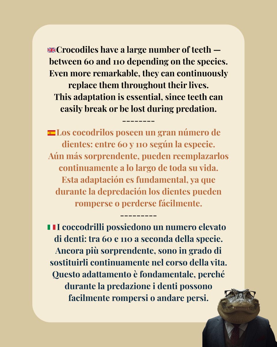 EvOCROProject's tweet photo. 🐊 CROCODILE LESSONS - Crocodiles can have between 60 and 110 teeth depending on the species.  Even more impressive: they continuously replace them throughout life.  An essential adaptation for predators that can easily lose teeth while hunting.  #EvOCRO #CrocodileLessons #MSCA https://t.co/OycBhN8VuK