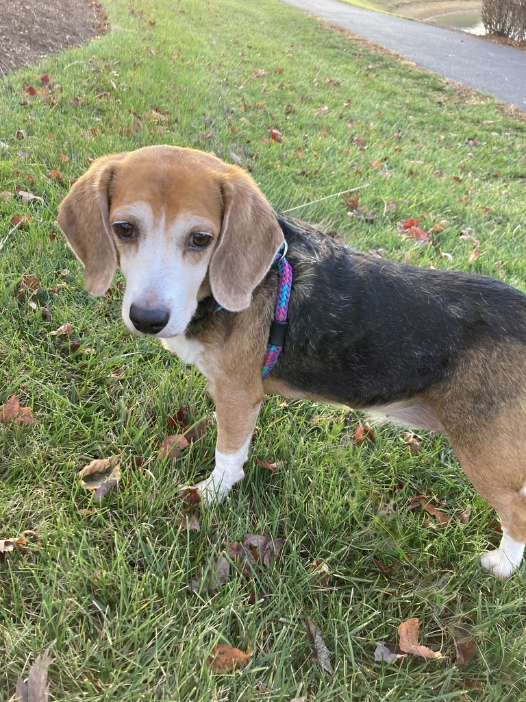 livewellian's tweet photo. Ridglan KEPT the puppies and their mamas! Those poor breeding moms who’ve been through absolute hell as lab breeding stock, along with their tiny 6–8 week old beaglets, are STILL trapped because of a disgusting in-house research loophole. 🤬

May & Fionn are not lab rescues, but they were saved from bad situations and got their forever freedom. Now they sleep safely in warm beds, howl for treats, and live their happiest little beagle lives.

Every single dog still trapped there deserves that same chance. 🐾❤️

Please call your representatives TODAY and demand they close this loophole and release EVERY remaining dog.

Huge thanks to @RepMarkPocan and @RepLangworthy for caring. 💜🐶

RT if you stand with the beagles.
#BeagleFreedom #ShutDownRidglan #RescueHounds