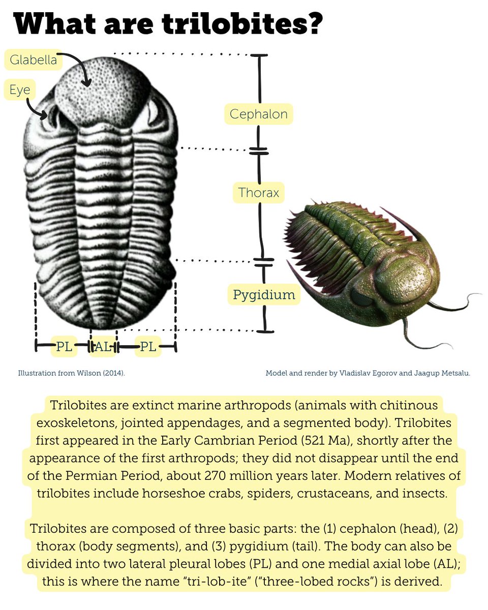 Paleontological Research Institution tweet media