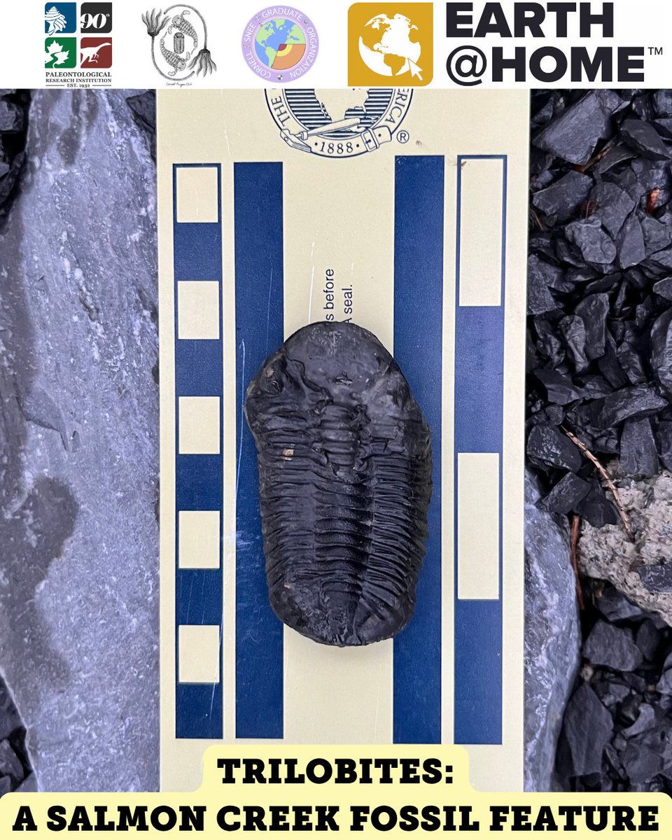Paleontological Research Institution tweet media