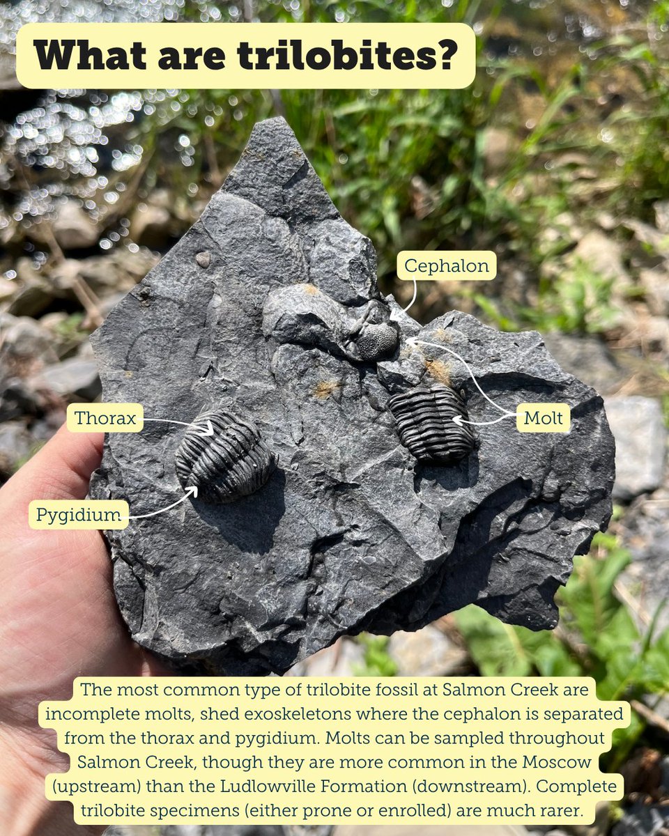 Paleontological Research Institution tweet media