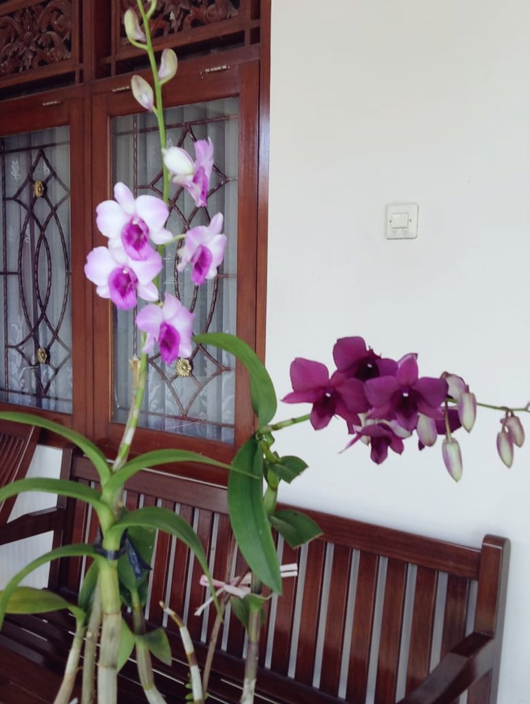 neucroscience's tweet photo. Anggrek simbol pertama dari rindu akan rumah di #Jogja https://t.co/oQNwAbqsAT