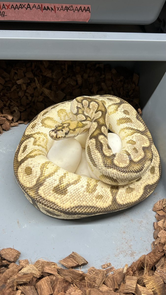 DPRcoldblood's tweet photo. Some of the next clutches that we are excited to see pip in late May/ early June! 

#1 ODYB Special Spotnose Clown
#2 OD Enchi Leo Puzzle 
#3 Pastel Hurricane Ivory 
#4 DH DG Puzzle https://t.co/oI3n69UUz2