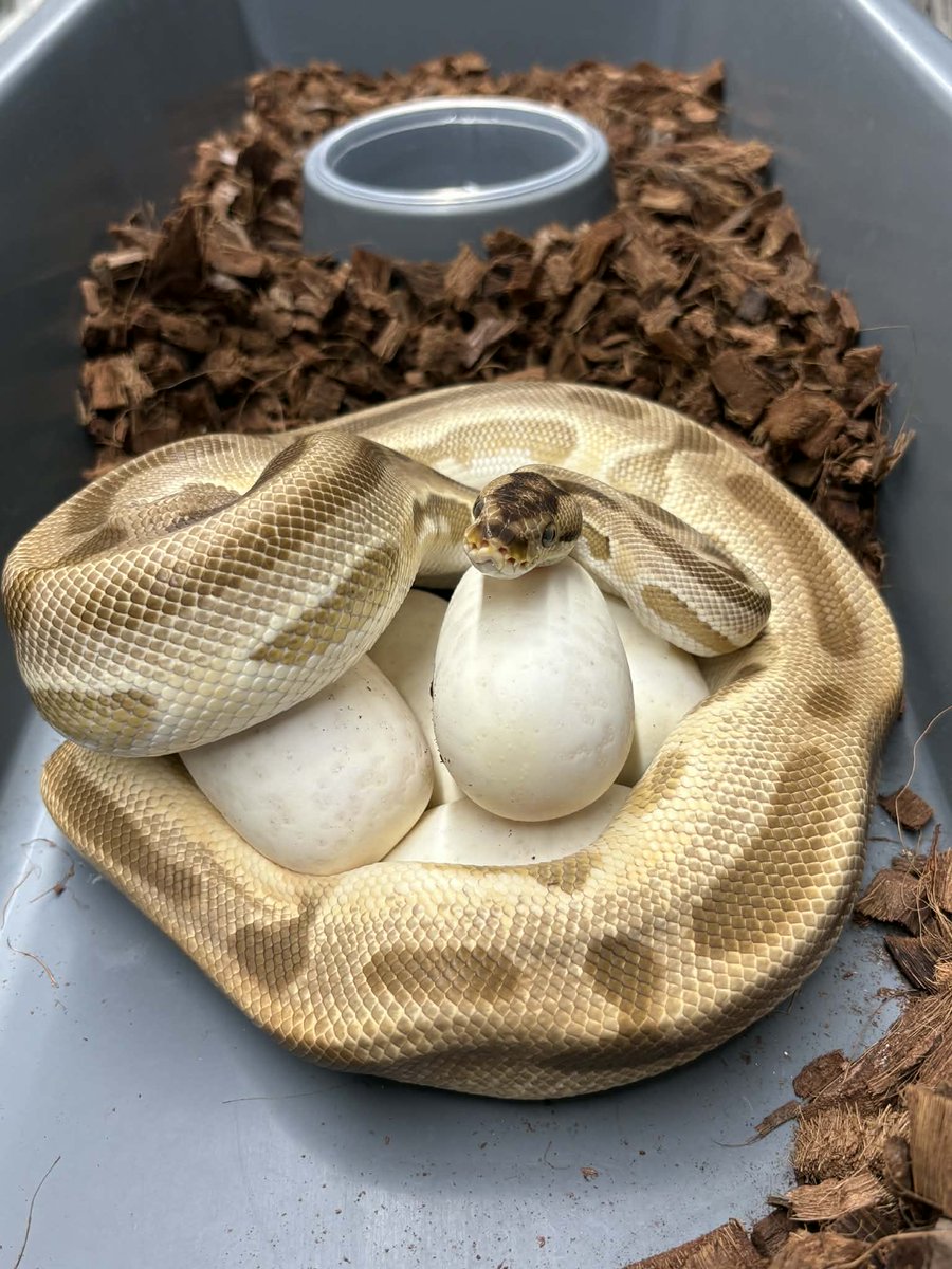DPRcoldblood's tweet photo. Some of the next clutches that we are excited to see pip in late May/ early June! 

#1 ODYB Special Spotnose Clown
#2 OD Enchi Leo Puzzle 
#3 Pastel Hurricane Ivory 
#4 DH DG Puzzle https://t.co/oI3n69UUz2