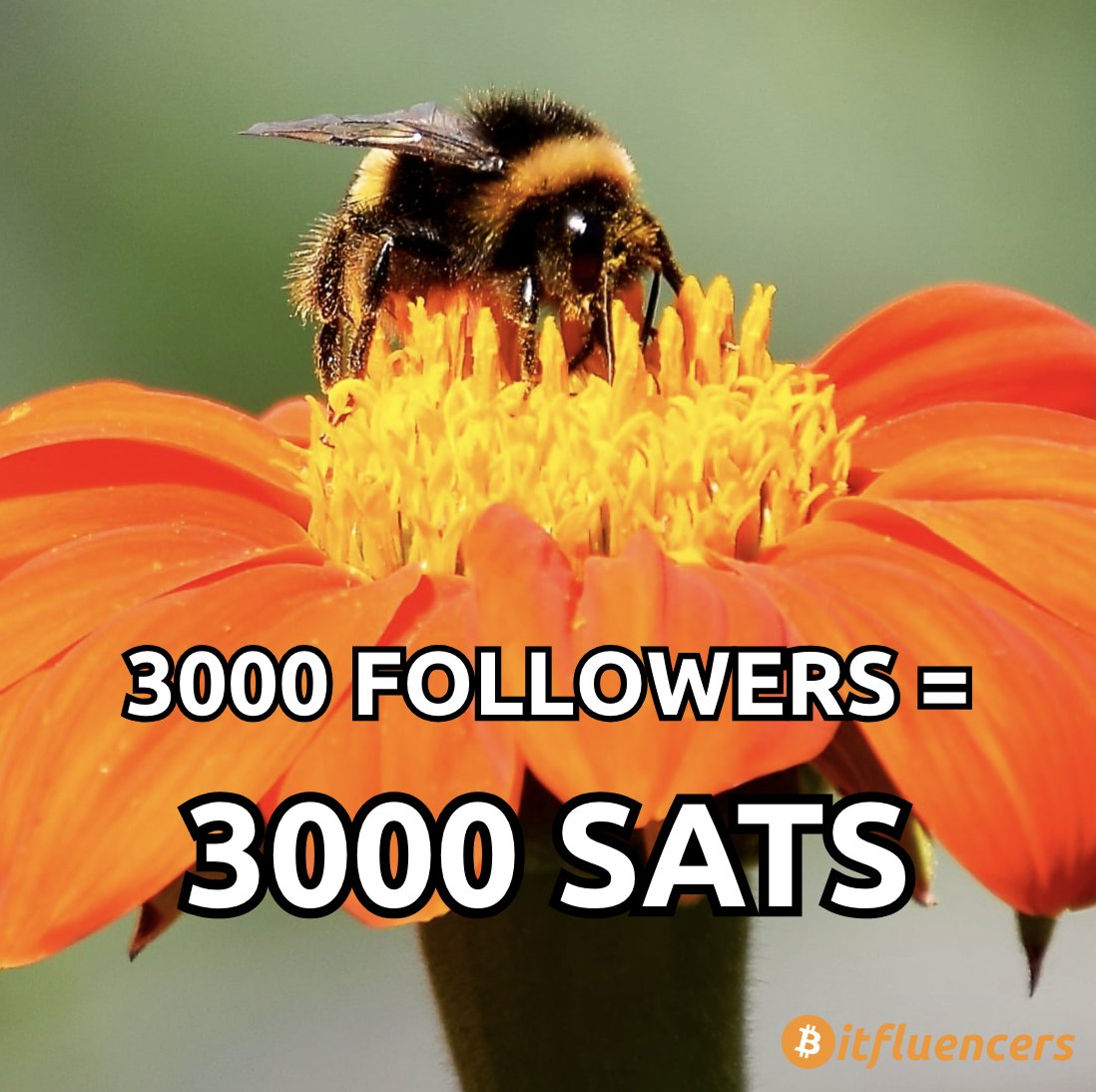 THE Bitcoin Marketing Team 🧡 tweet media