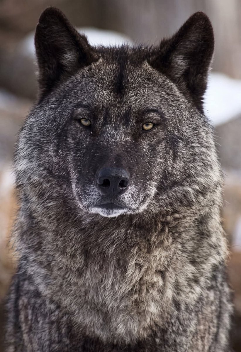 The Husky tweet media