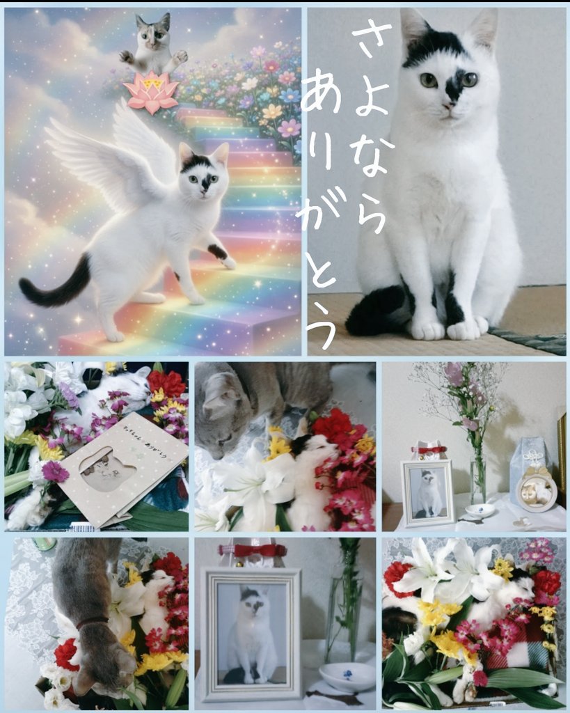 チッチ🐾 tweet media