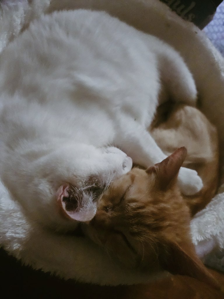 justnurdeee's tweet photo. Kara is definitely is a Gollum in another life with the way she conveys my precious energy. https://t.co/PhotfxDA6A