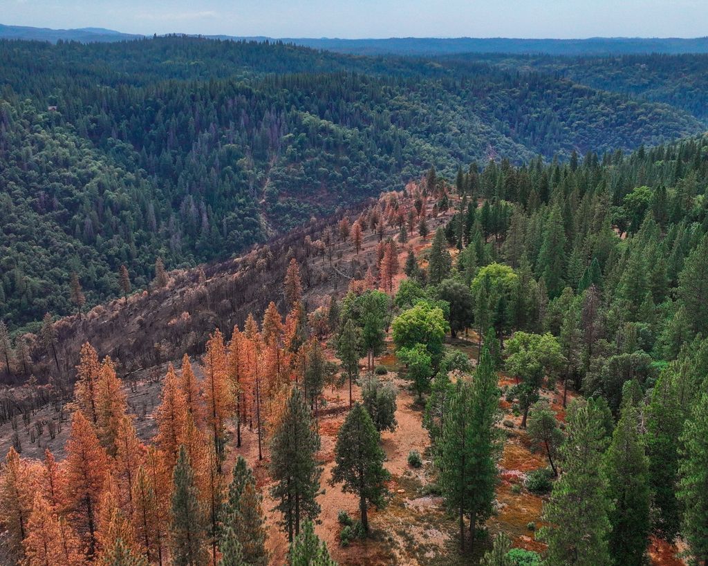 CAsWatershed's tweet photo. When the Tiger Fire sparked in August 2025, the nearby fuel break held the line, protecting the community, forests, and lives. Learn more about the Tiger Fire: https://t.co/zJdlMZC3lZ https://t.co/Svukkx480f