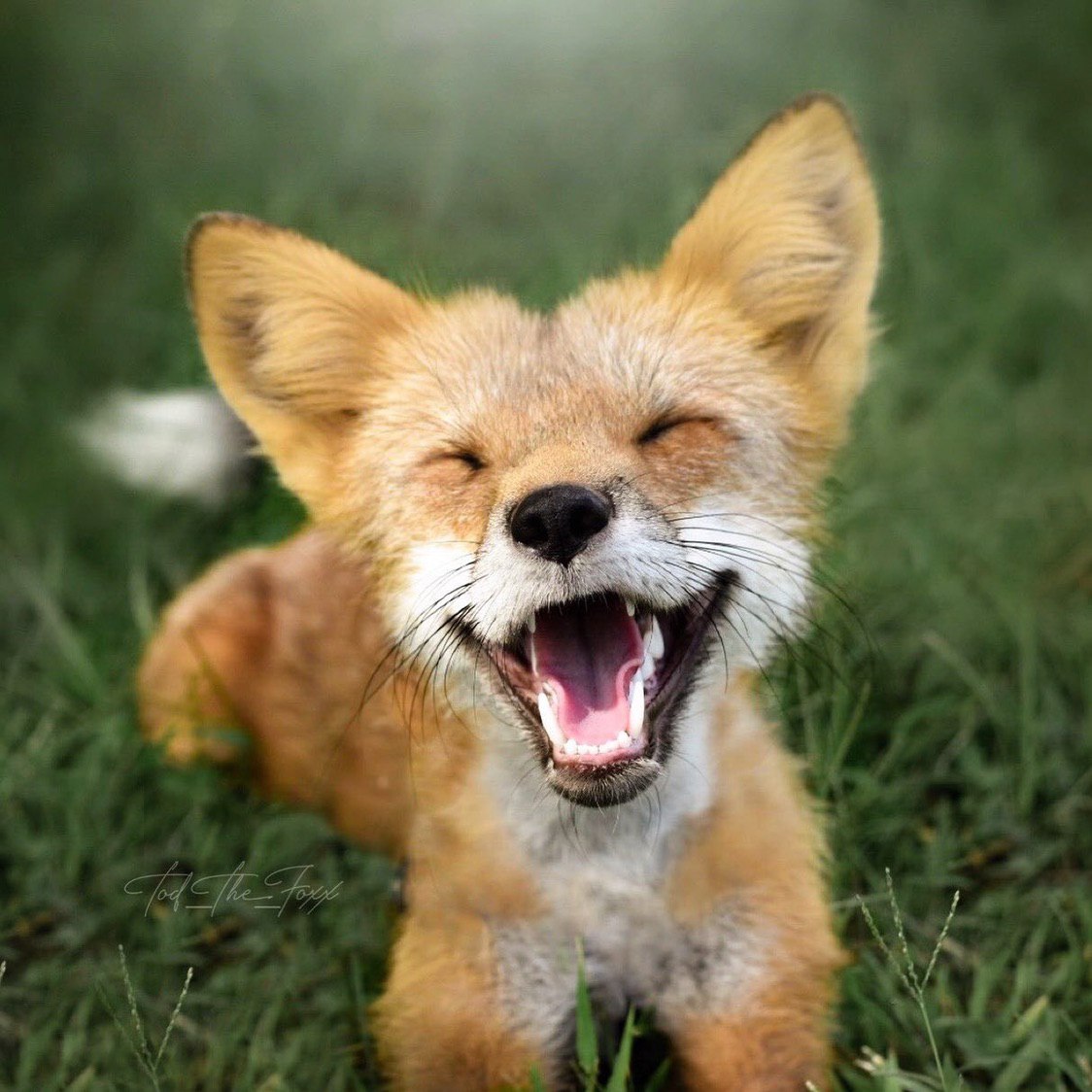 FalonTheFox's tweet photo. @20Aristotle @FoxiestFoxo https://t.co/xGszkfFNrI