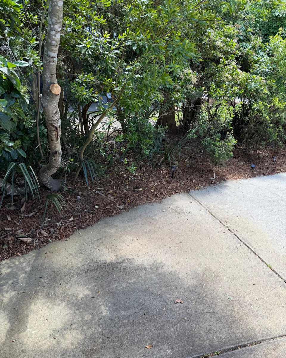 BDJunkremoval's tweet photo. 💨 Quick Curbside Pickup 
🐾 Black Dog Junk Removal 
👉 Ready for your transformation? Contact us today! ☎️ 843-920-JUNK (5865) 
⚡ Fast and Friendly Service 
📍 Charleston, SC
#BlackDogJunkRemoval #CharlestonSC #JunkRemoval #Curbside #JunkRemovalNearMe #Transformation #Declutter https://t.co/Nv40YVQIZR