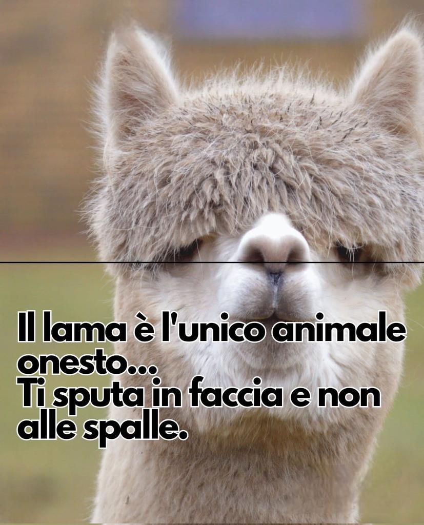 Antonella Bruno tweet media