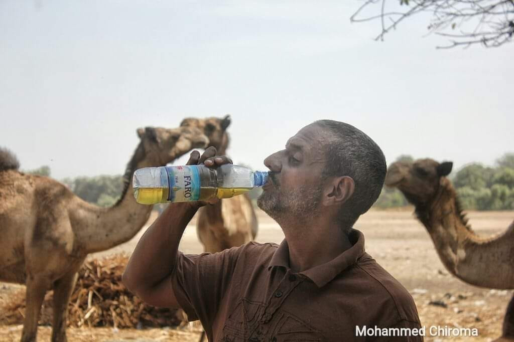 CuteAaruhi4's tweet photo. Why do they drink camel urine?

 Is it a religious practice or just a traditional cure?🤔 https://t.co/bbhG1oum4a
