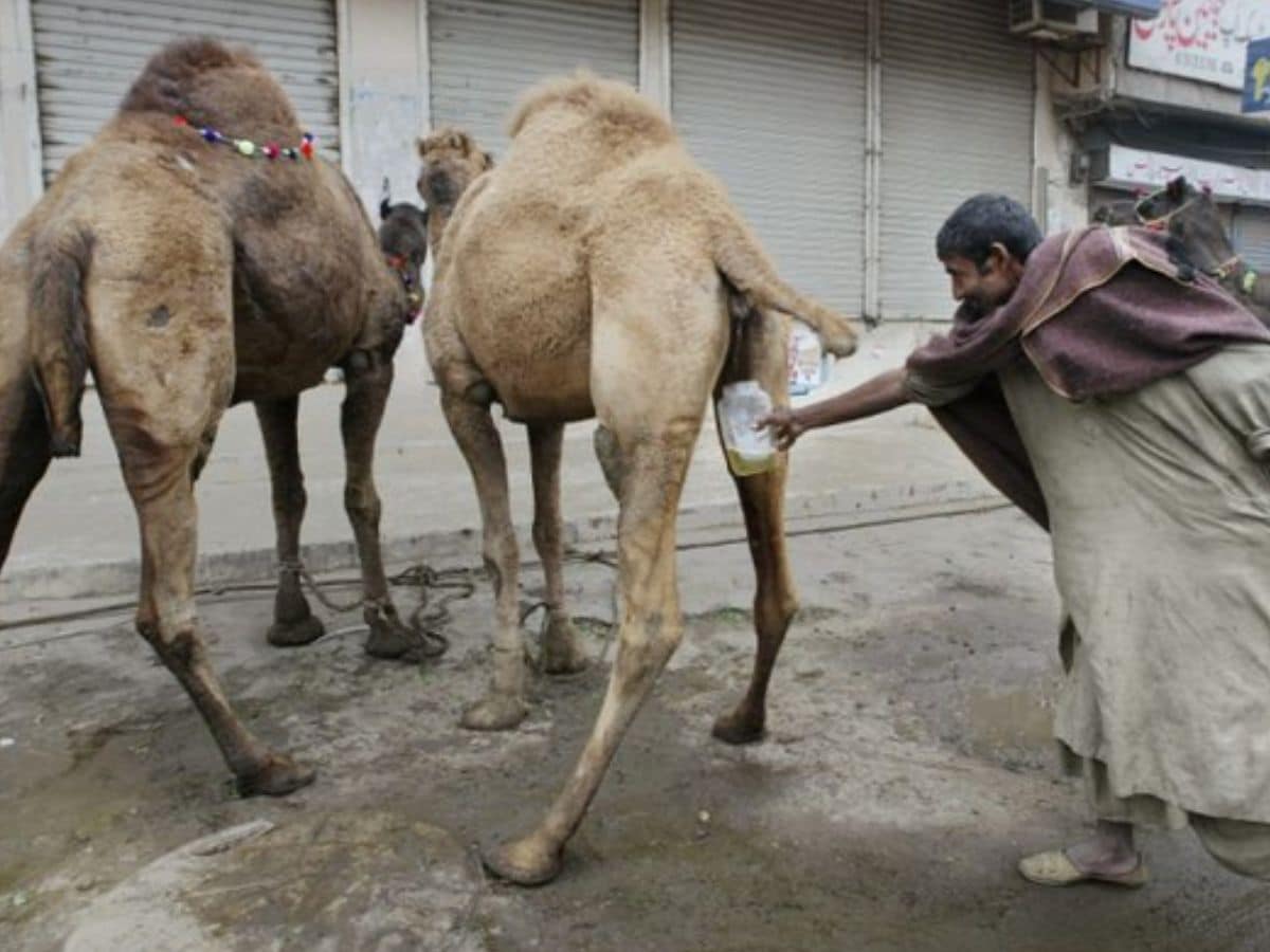 CuteAaruhi4's tweet photo. Why do they drink camel urine?

 Is it a religious practice or just a traditional cure?🤔 https://t.co/bbhG1oum4a