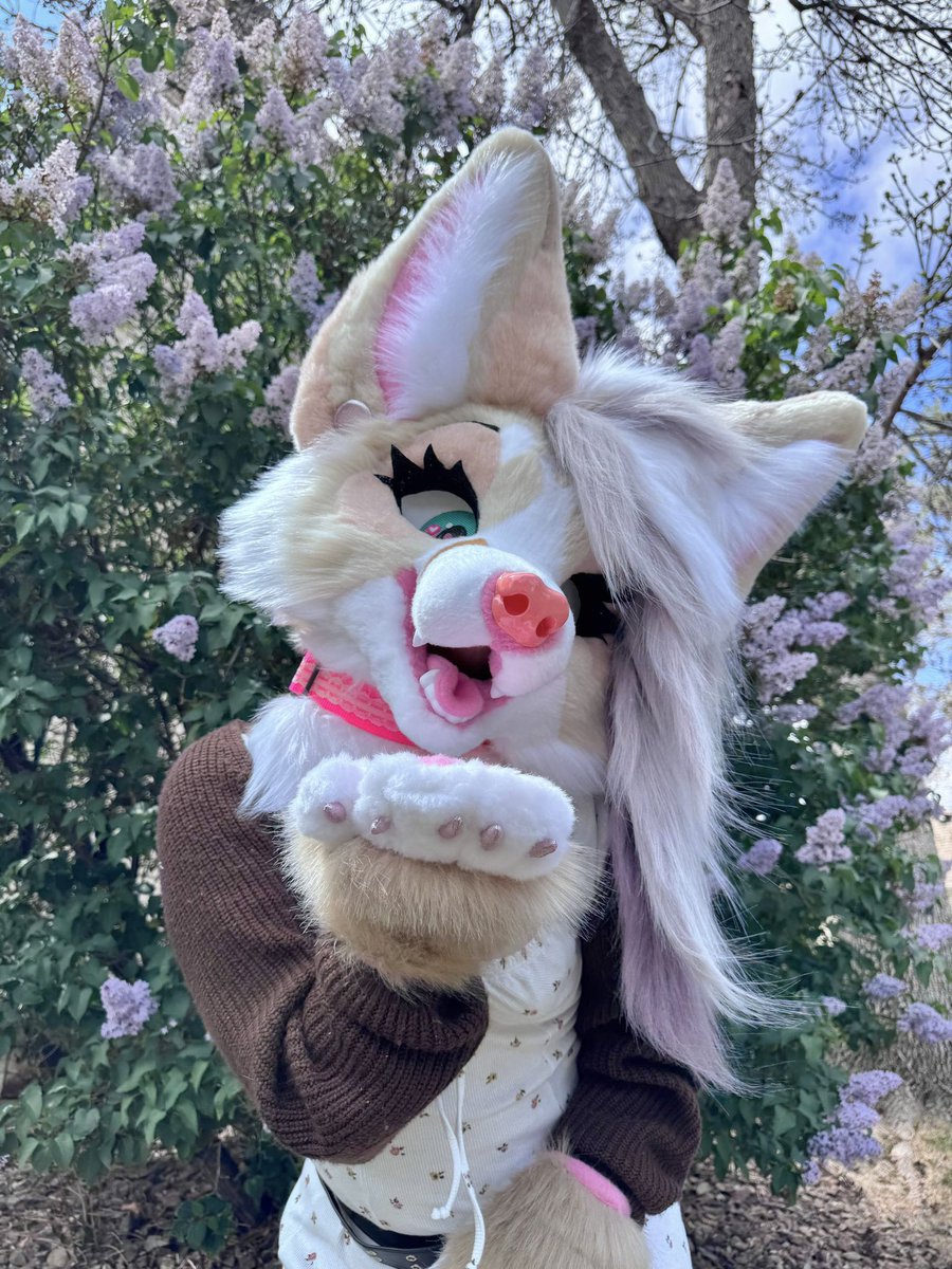 oops_cry's tweet photo. Opening for fursuit commissions soon 🐾 

All 2026 first batch of suits is finished! Want a suit that’s completed in a month after payment…. And under 5k for a MINI PARTIAL… oh hello just wait https://t.co/3vg8gmsYE4