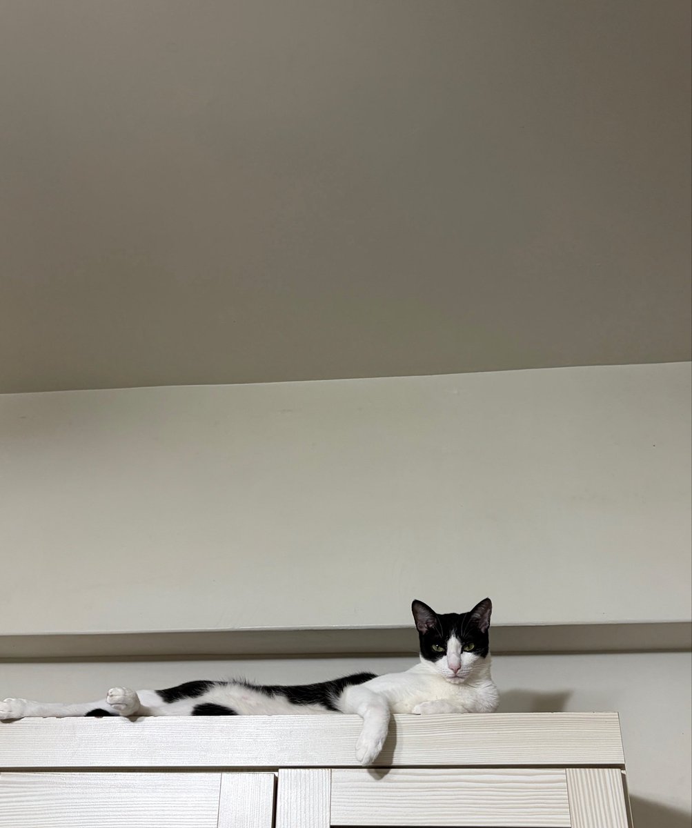 nmjpkdq7ws's tweet photo. カワイイキャット^ω^ https://t.co/QAEMu1uxAM