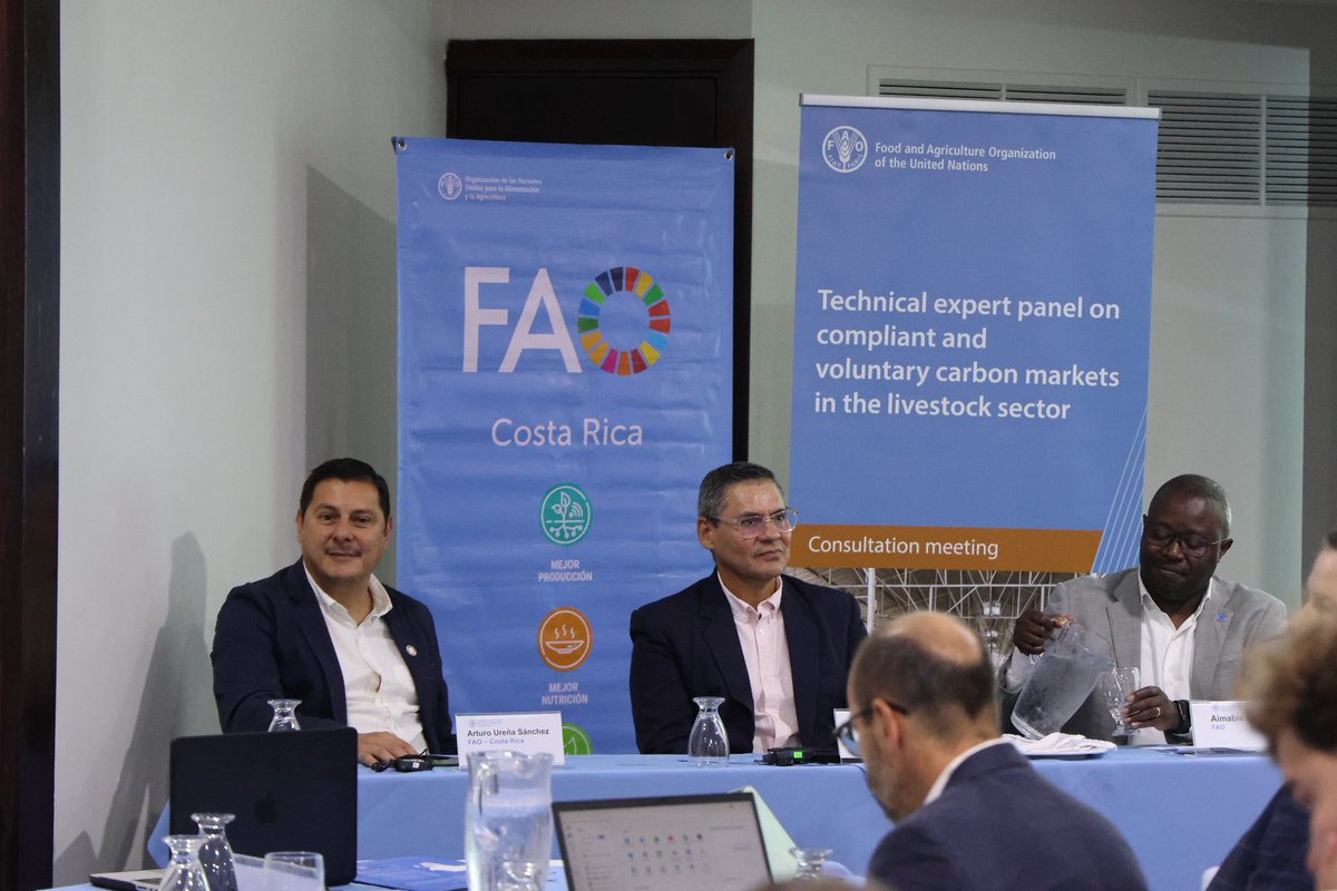FAOCostaRica's tweet photo. 🇨🇷 #CostaRica es referente en ganadería sostenible 🐄 y fue elegida como sede de la segunda consulta técnica de la @FAO sobre mercados de carbono en sistemas ganaderos.

Este es un espacio para compartir aprendizajes y fortalecer capacidades con enfoque ambiental y equidad social https://t.co/lqAoyCNtYf