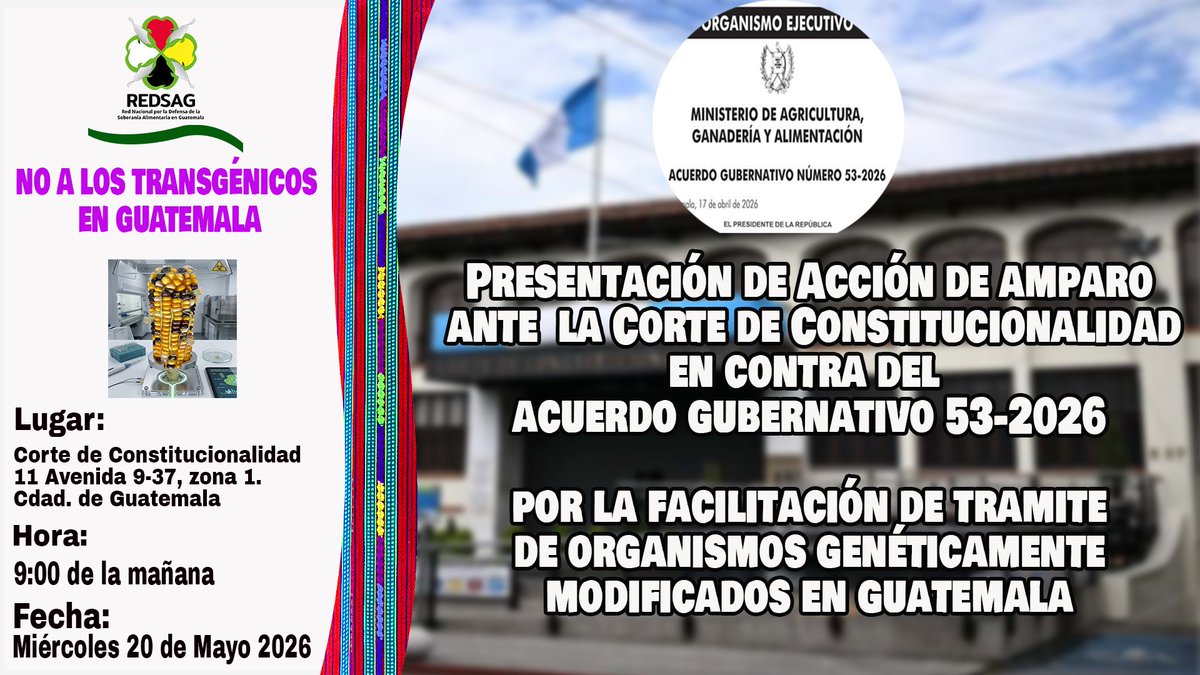 REDSAG_'s tweet photo. Por la defensa de las semillas nativas y criollas. ¡NO A LOS TRANSGÉNICOS EN GUATEMALA! Este miércoles "REDSAG" presentará una acción de amparo contra el acuerdo gubernativo protransgénico.
#StopUPOV
#FueraMonsanto
#soberanialimentaria https://t.co/4DxLTFOxAO