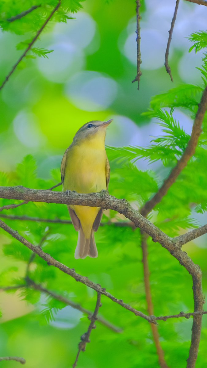 birds101 tweet media