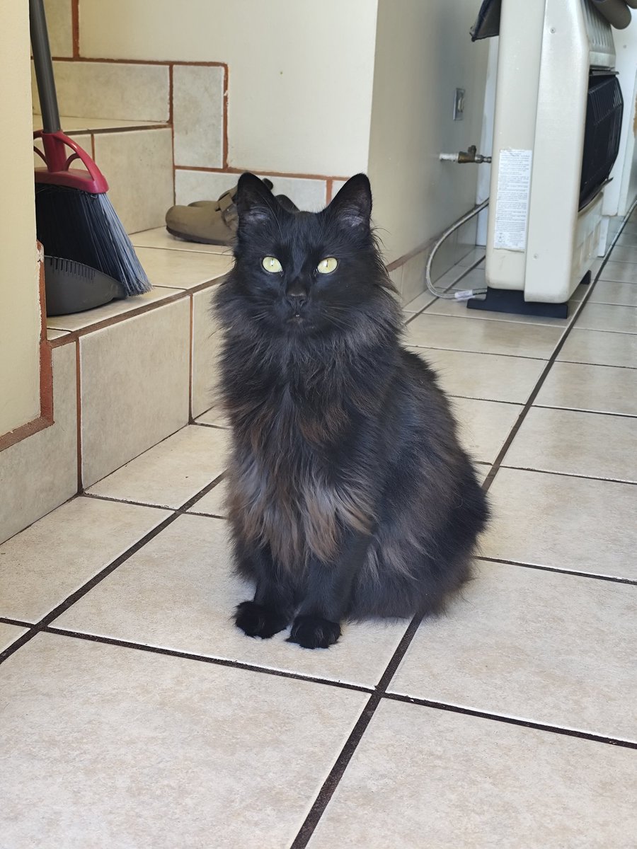Jazcecat's tweet photo. @eliana1ar Tach llegó pidiendo que lo adoptaramos, a la puerta de la casa. Somos obedientes. Tres años con nosotros https://t.co/dEh8xxKY7d