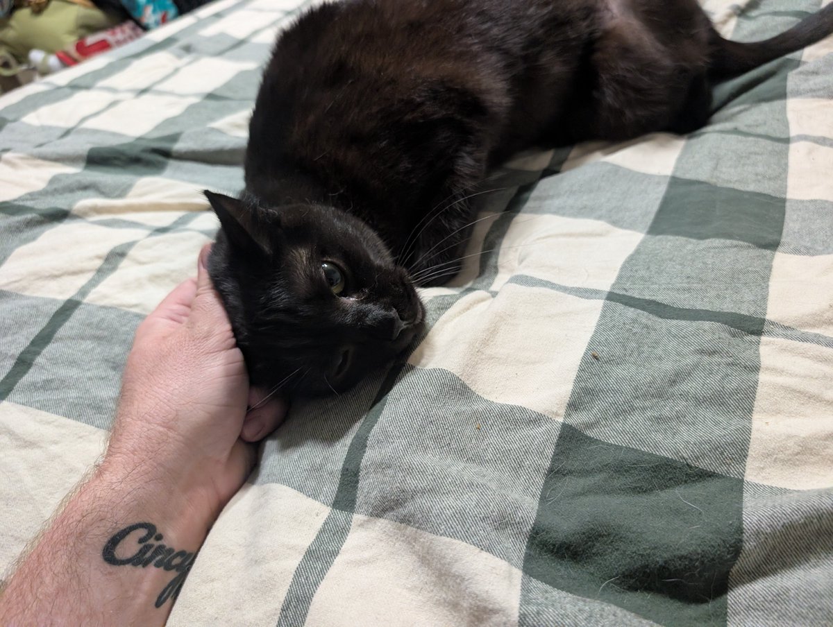 MrMeow tweet media