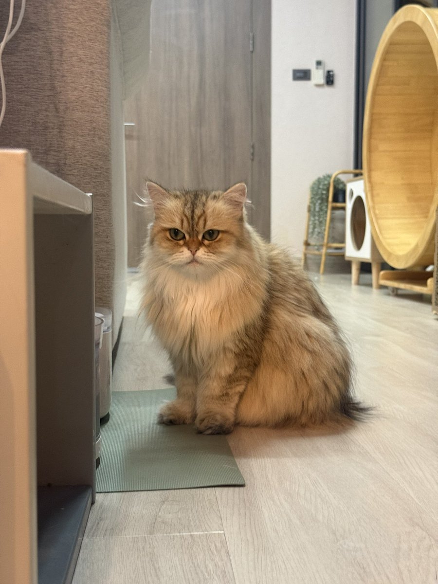 โบนัสเป็นแม่แมว tweet media