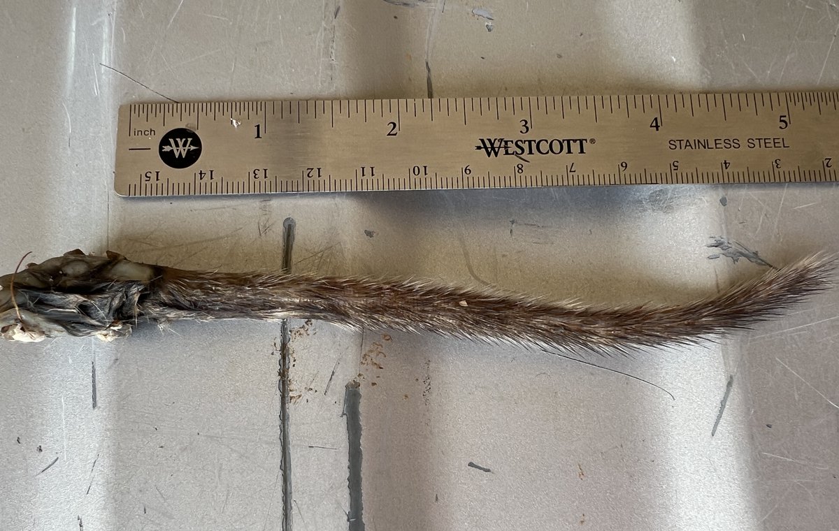 CrytzerFry's tweet photo. #Biologist friends familiar with #Arizona... The ravens are turning the water bowl into the "death bowl," eviscerating critters to feed to their young.

This tail really stumped me. Not sure how far ravens fly for their food? A weasel tail? Yet striped like a coati?🤔 https://t.co/K5FyFge5Cm