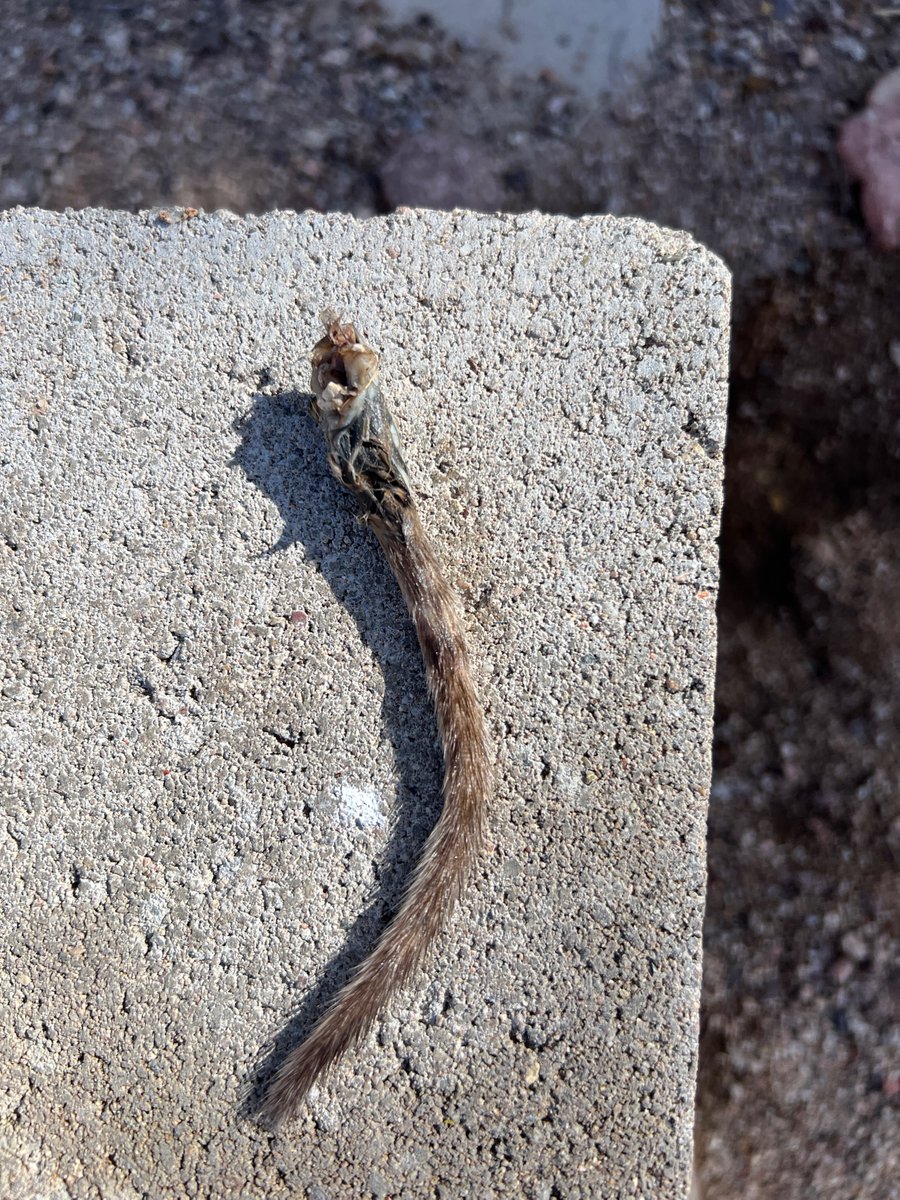 CrytzerFry's tweet photo. #Biologist friends familiar with #Arizona... The ravens are turning the water bowl into the "death bowl," eviscerating critters to feed to their young.

This tail really stumped me. Not sure how far ravens fly for their food? A weasel tail? Yet striped like a coati?🤔 https://t.co/K5FyFge5Cm
