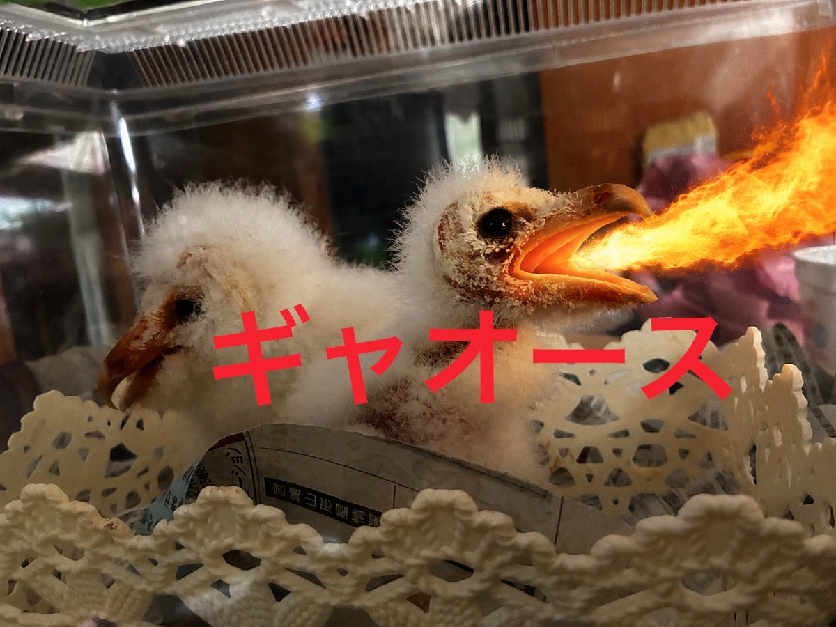 Cute animal みみんが𓄛 tweet media