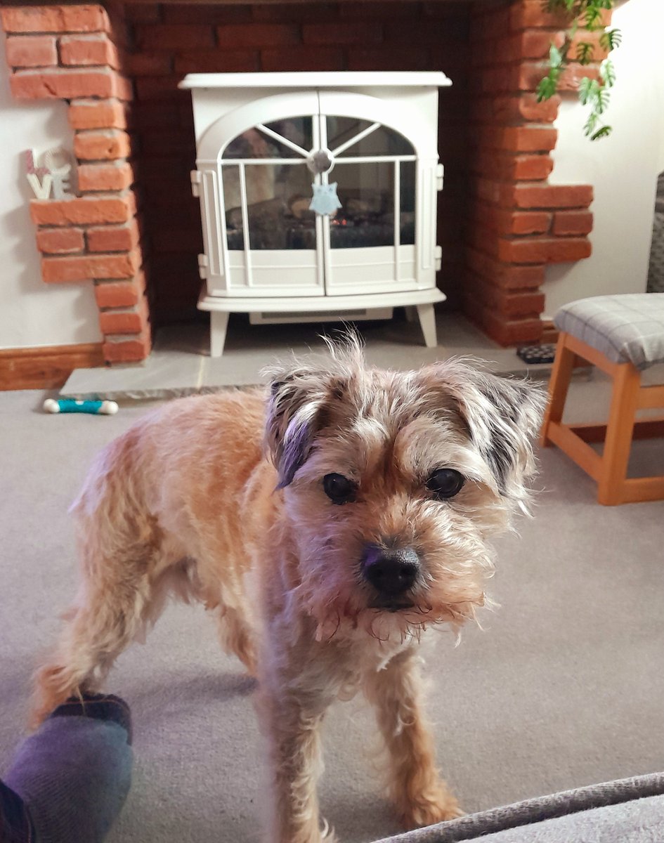 Archie OBE tweet media