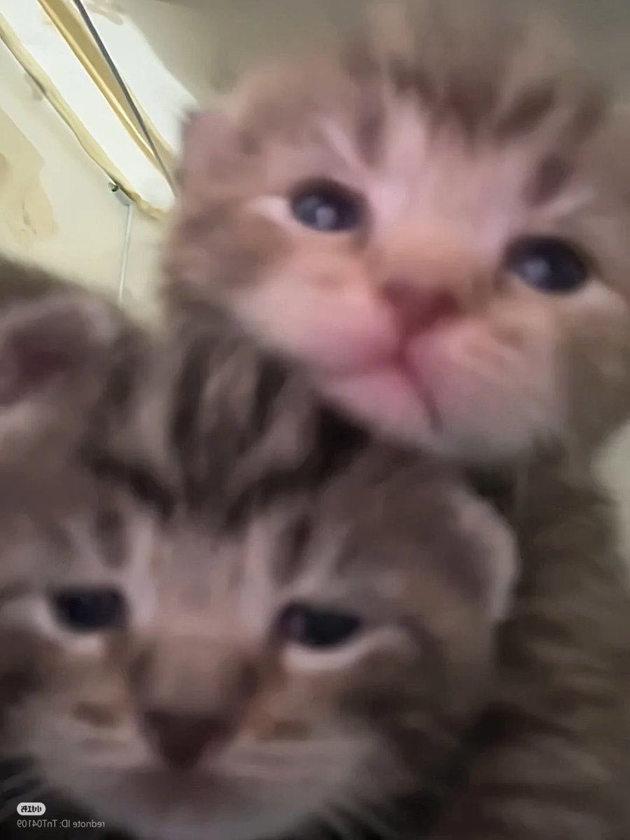 fayerfyou00's tweet photo. ที่พักคางคั้บ 🐈🐈‍⬛ —#FayeAtom https://t.co/rbDomwMdBi