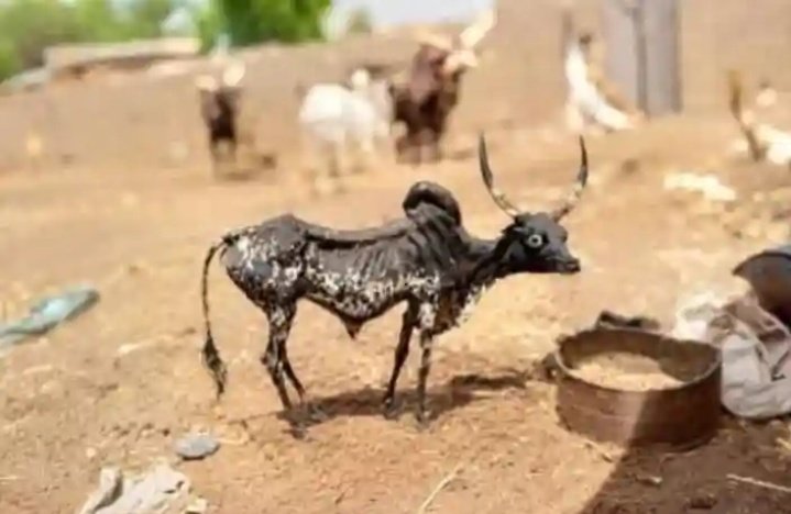 Mada in kano♚ tweet media