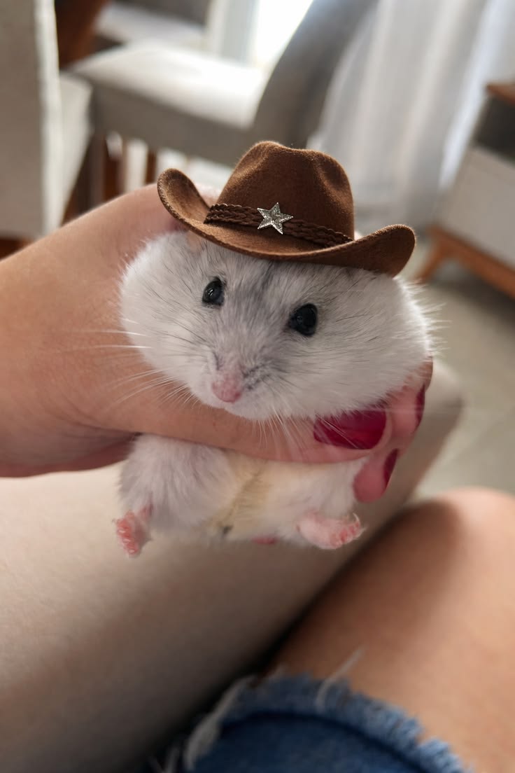 hamster tweet media