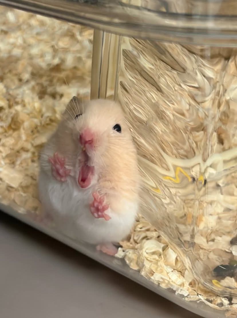 hamster tweet media