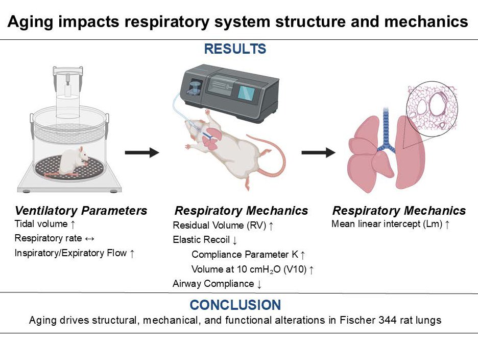 AJPLung's tweet photo. There's more information about #aging in this new @MayoClinic #ArticleinPress, Age-Related Changes in #Respiratory System Mechanics and Lung #Morphometry (Szonja Decker et al.):
https://t.co/hcdXfecvcY https://t.co/tN29s88SSE