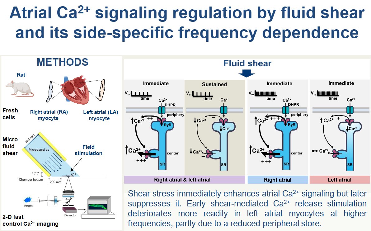 AJPCellPhys's tweet photo. Check out this brand new #ArticleinPress! From Chungnam National University, Fluid shear regulation of local #Ca2+ transients in right and left rat atrial #myocytes under normal and increased beating rate (Joon-Chul Kim et al.):

https://t.co/waVuVr7Vqm https://t.co/JvTnMcpSoB