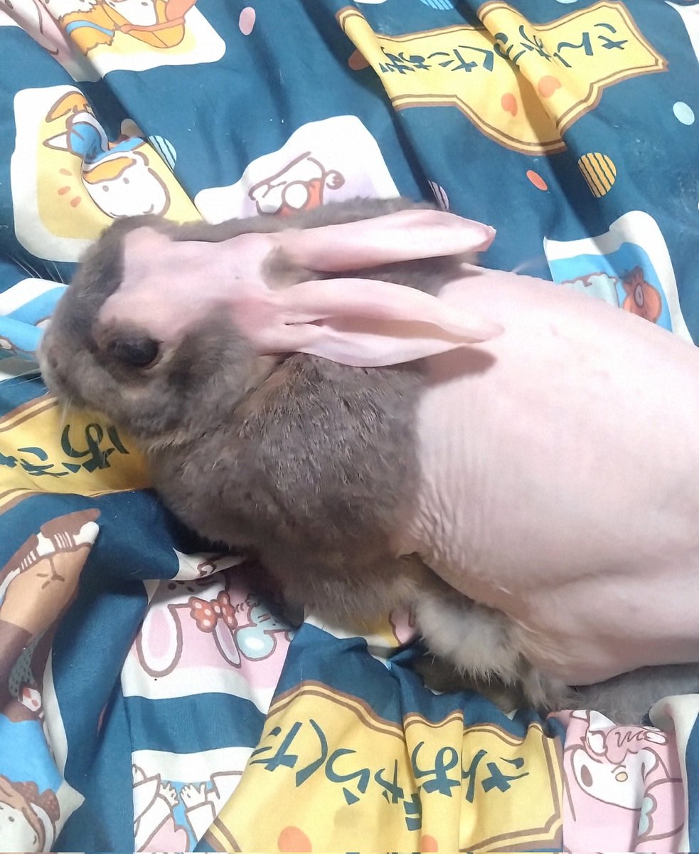 きなこうさぎ様 うさぎのきなこ🍄 おかえり～🥱 #うさぎ #うさぎのきなこ🍄