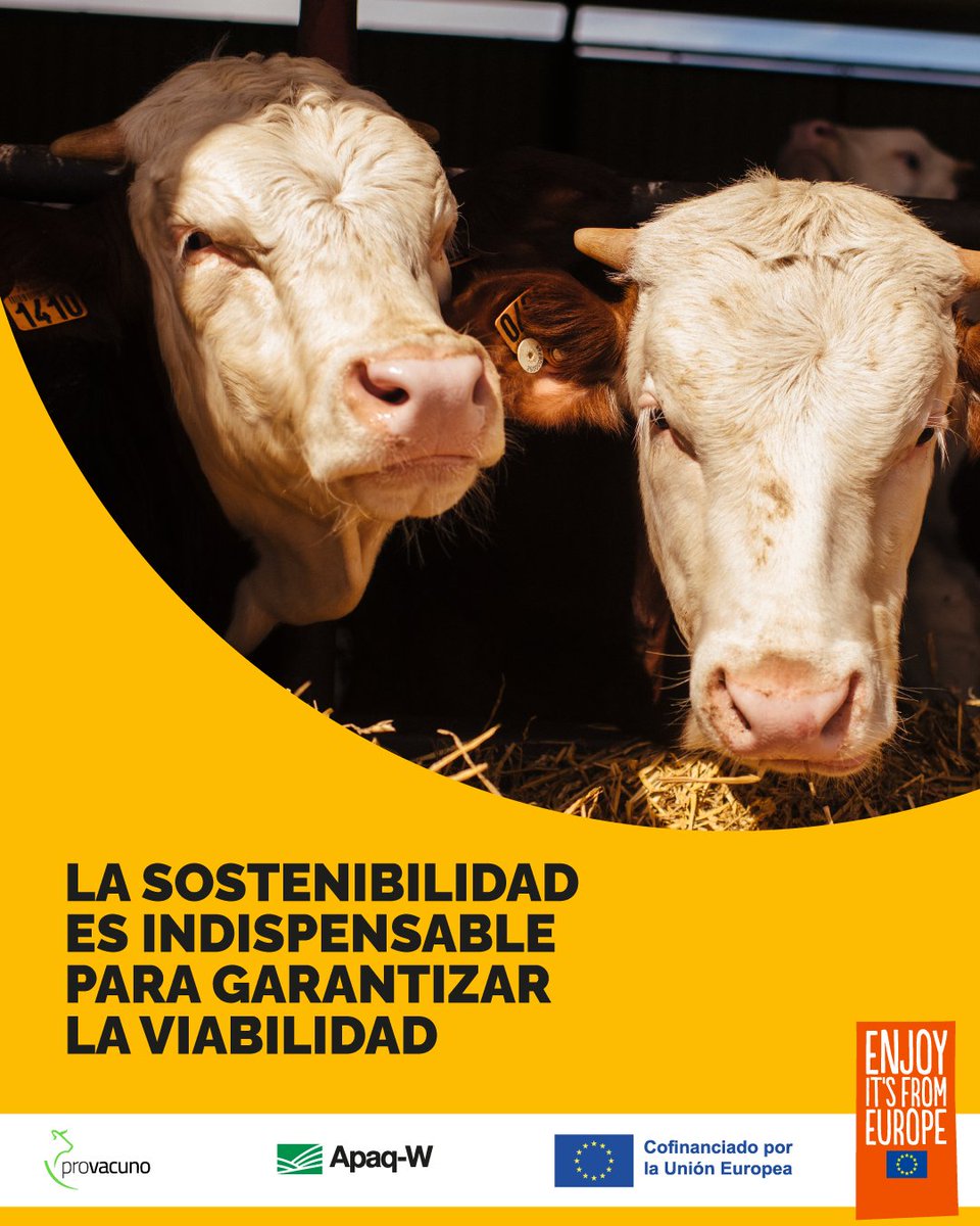 Provacuno's tweet photo. 👉 El sector del vacuno de carne europeo sabe que la sostenibilidad ya no es una opción ni está reñida con la eficiencia. 

🔗 Descubre la Misión Especial del Vacuno en: https://t.co/CtGCwVzuZz 

#VacunoSostenible #EUAgriPromo #EnjoyItsFromEurope #GanaderíaResponsable https://t.co/T4mLyZqJ2x