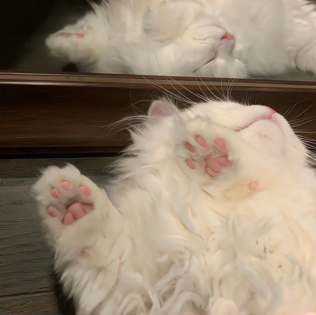 aboutxeunseok's tweet photo. @hbdwonbinx เหมือนเป๊ะเลย 🐱🩶 https://t.co/ePkwPYE4Cw