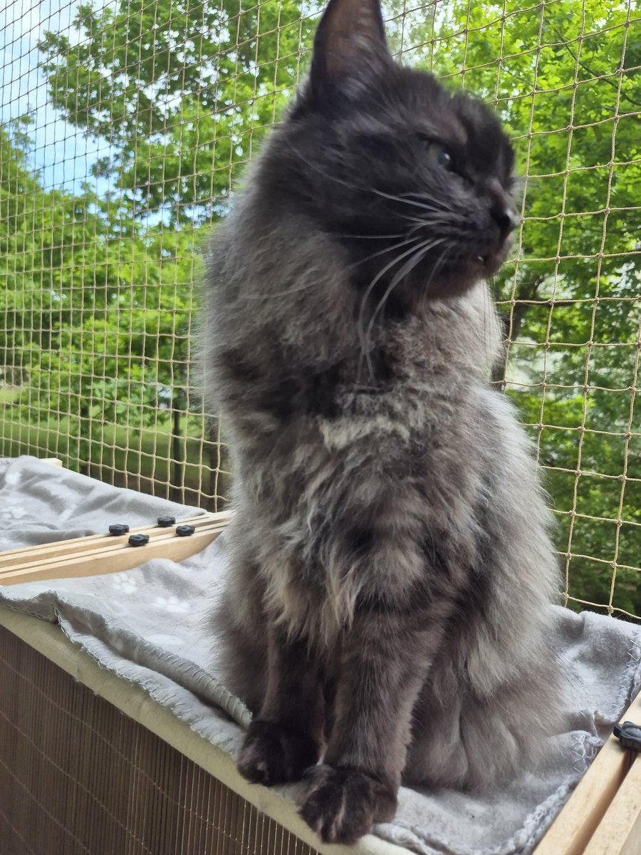 Bat-Asia ✝️ 🇵🇱 🐈⬛🐈⬛ tweet media