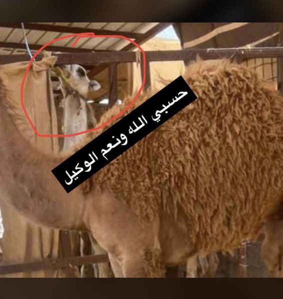 مرتع الذود،، ابو مهنا ،، #بطل_شلفاء_الوضح tweet media