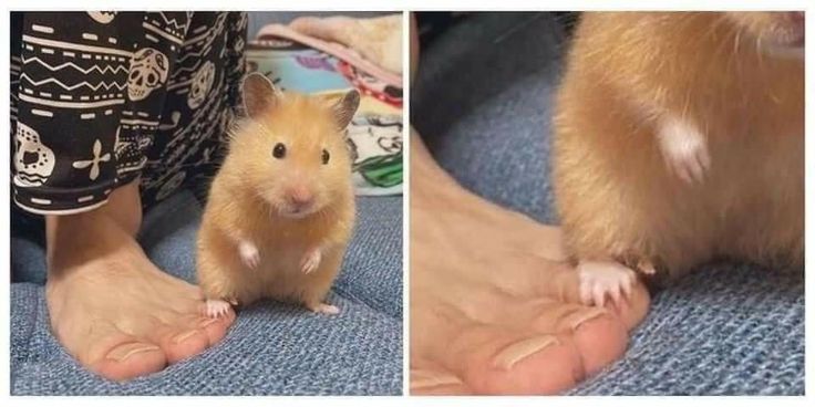 hamster tweet media