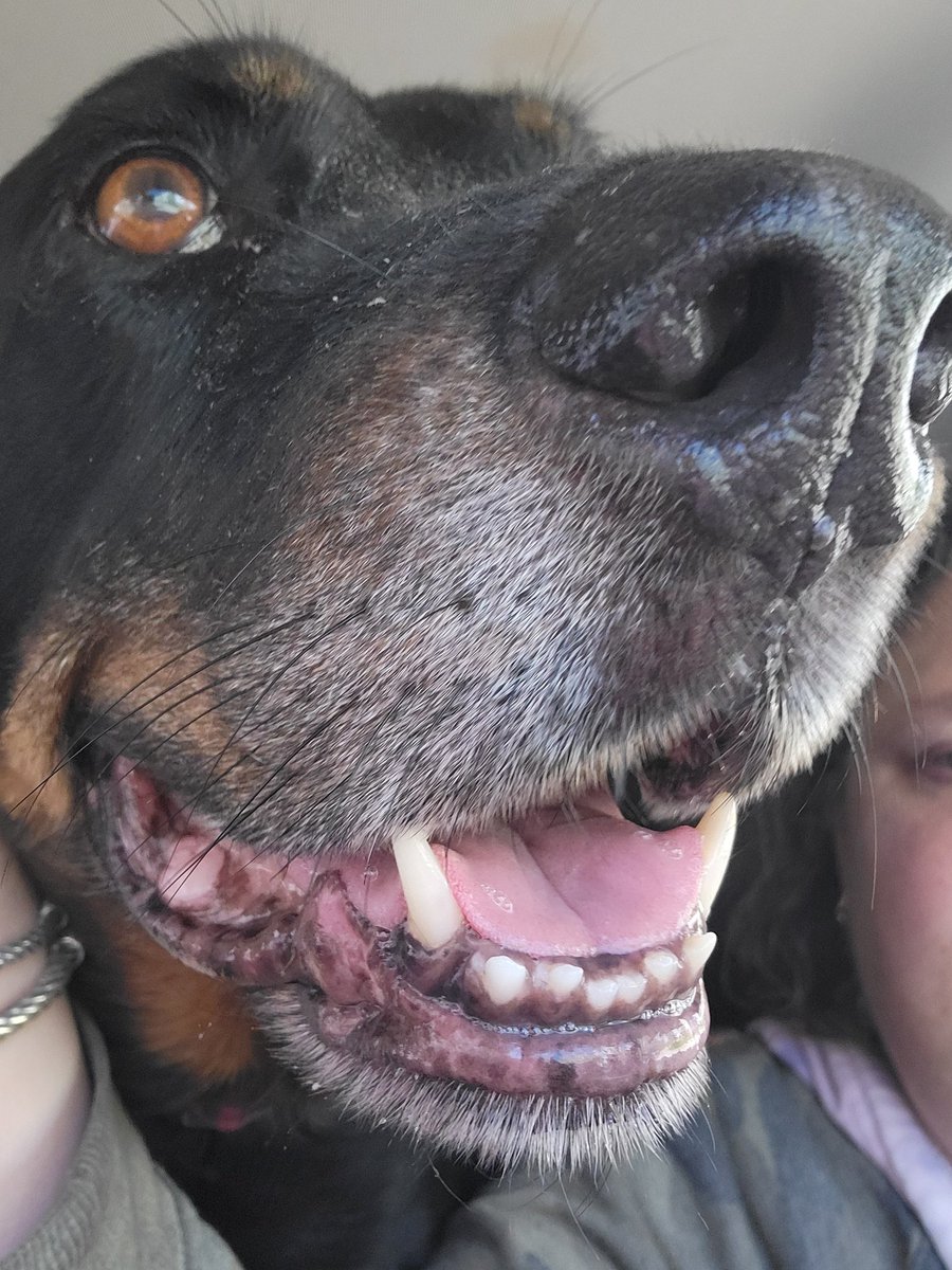 Gary the Doggy tweet media
