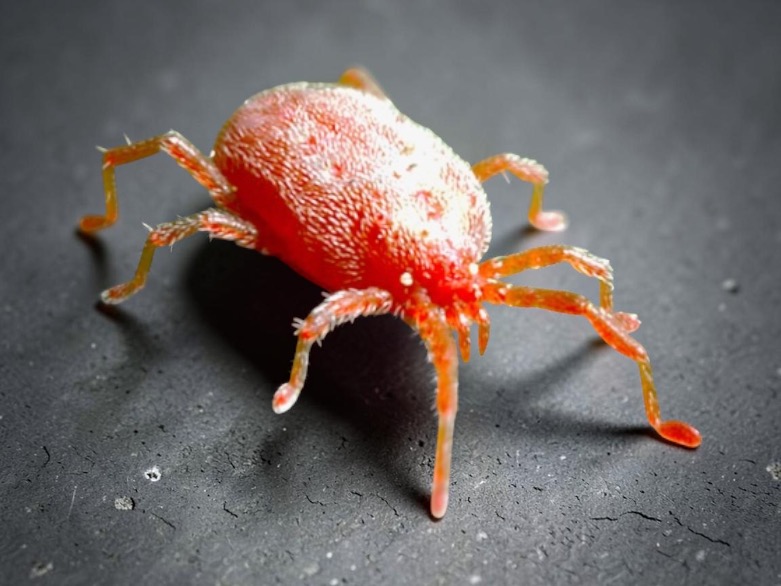 GrowWithKG's tweet photo. 𝗔 𝗴𝗿𝗲𝗲𝗻𝗵𝗼𝘂𝘀𝗲 𝗷𝗼𝗯 𝗳𝗼𝗿 𝗠𝗮𝘆: damp down paths &amp; hard surfaces in the morning to raise humidity &amp; help deter red spider mite.

They thrive in hot, dry conditions, so a little moisture helps. Don’t leave things damp late in the day, or you may invite slugs instead. https://t.co/bqmWrftx2n